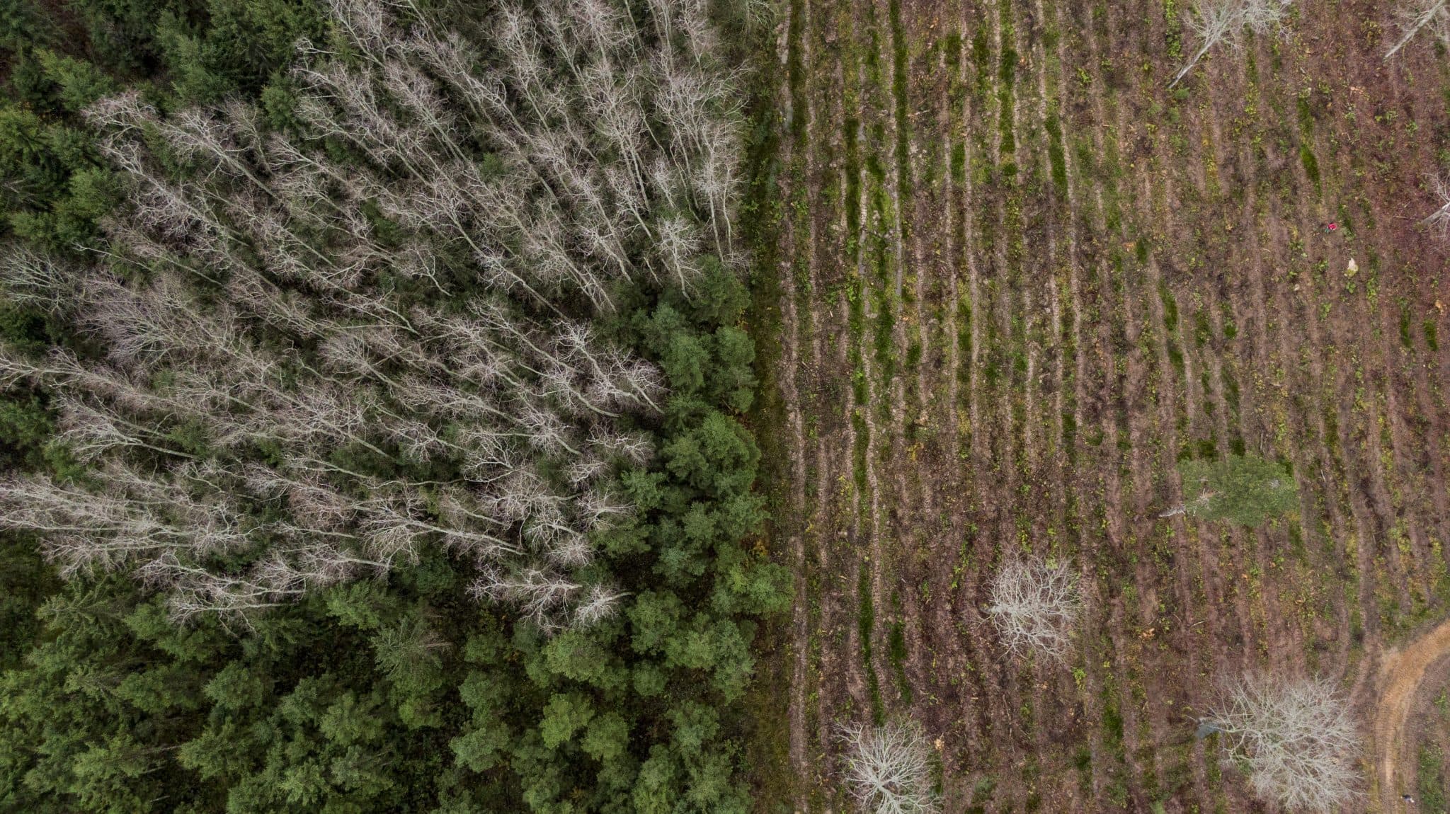  A drone image of an area of cleared forest in Haanja Nature Reserve, southern Estonia.